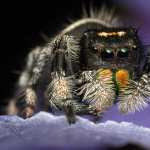 Jumping Spider high definition wallpapers