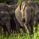 Asian Elephant new wallpapers