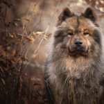 Eurasier high definition wallpapers