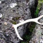 Antler wallpapers for android