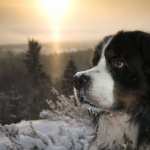 Bernese Mountain Dog photos