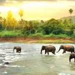 Asian Elephant wallpapers for iphone