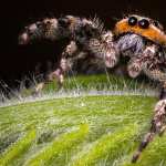 Jumping Spider free