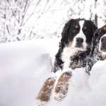 Bernese Mountain Dog wallpapers for iphone