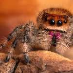 Jumping Spider hd