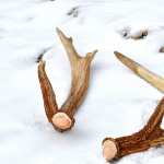 Antler download wallpaper