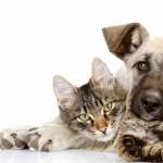 Cat Dog high quality wallpapers