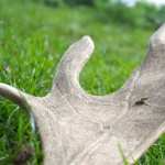 Antler high quality wallpapers