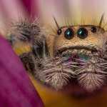 Jumping Spider new wallpapers