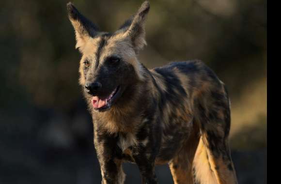 African wild dog wallpapers hd quality