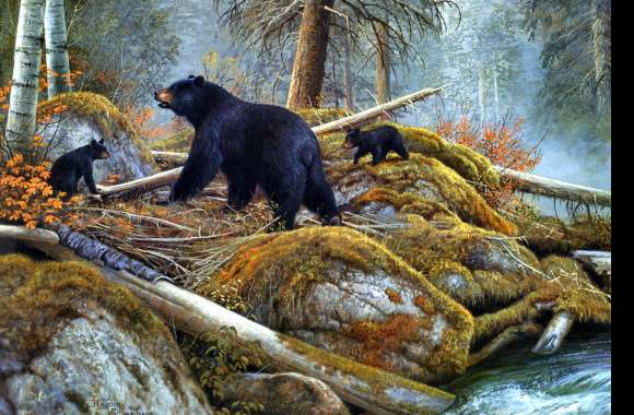 American Black Bear wallpapers hd quality