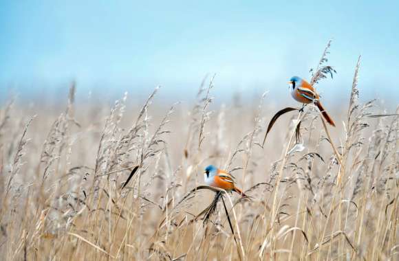 Bearded reedling wallpapers hd quality