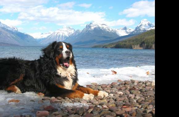 Bernese Mountain Dog wallpapers hd quality