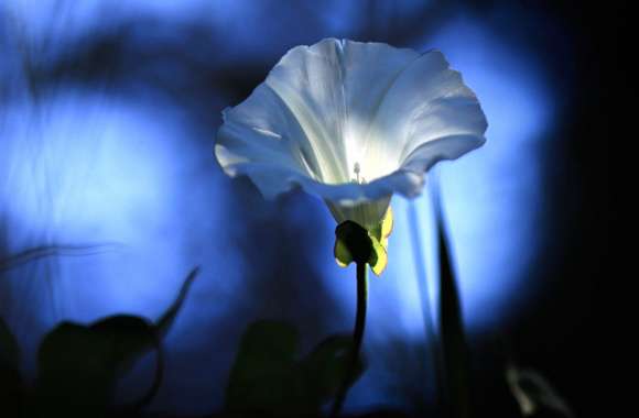 Bindweed wallpapers hd quality