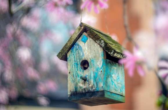 Bird House wallpapers hd quality
