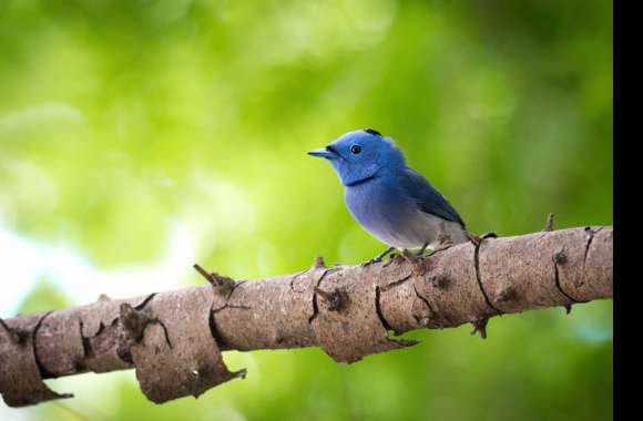 Black-Naped Monarch wallpapers hd quality