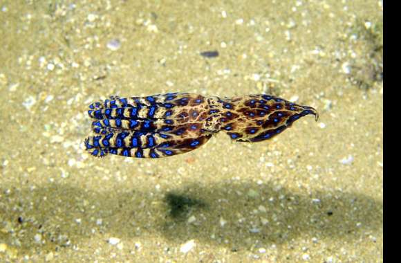 Blue Ringed Octopus wallpapers hd quality