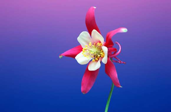 Columbine wallpapers hd quality