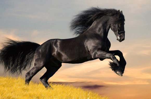 Friesian horse wallpapers hd quality