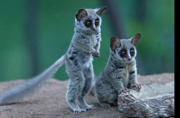 Galago wallpapers hd quality