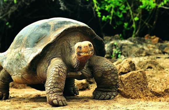 Galapagos Tortoise wallpapers hd quality
