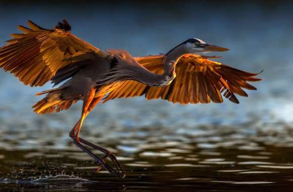 Great blue heron wallpapers hd quality
