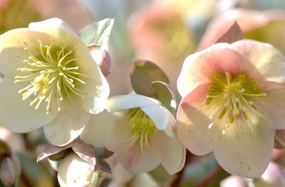 Hellebore wallpapers hd quality