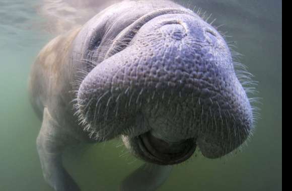 Manatee wallpapers hd quality