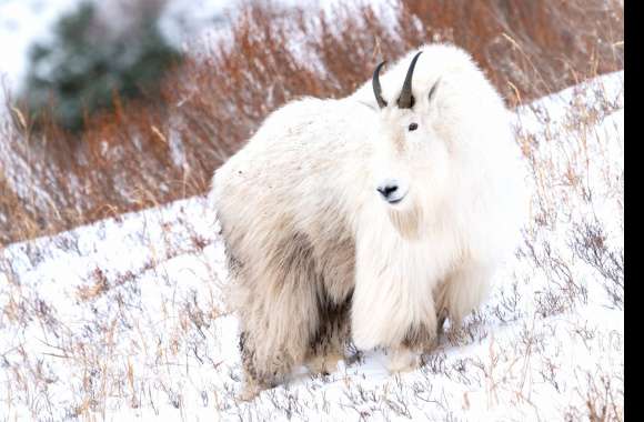 Mountain Goat wallpapers hd quality