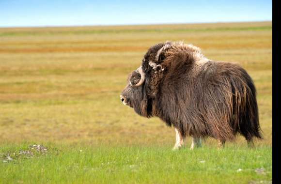 Muskox wallpapers hd quality