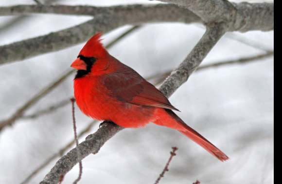 Northern Cardinal wallpapers hd quality
