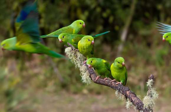 Parakeet wallpapers hd quality