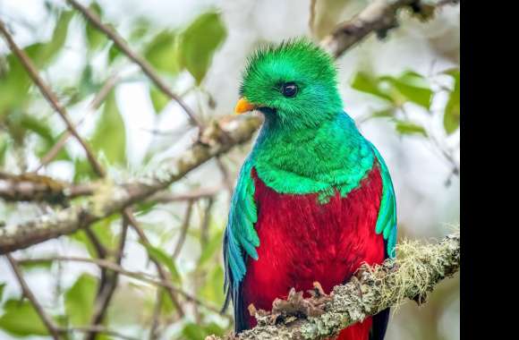 Quetzal wallpapers hd quality