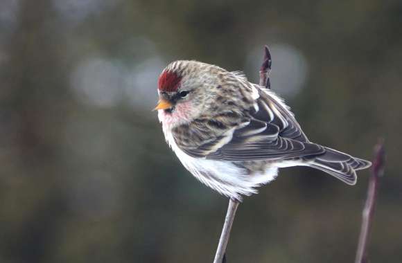 Redpoll wallpapers hd quality