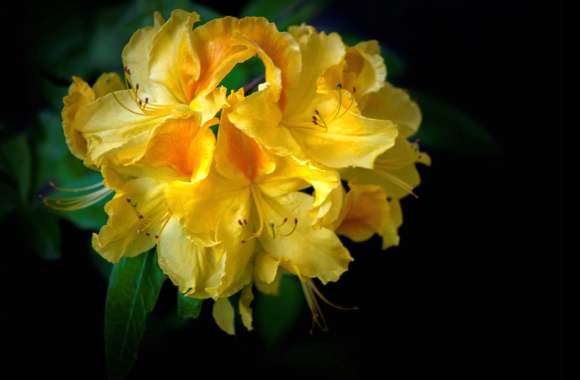 Rhododendron wallpapers hd quality