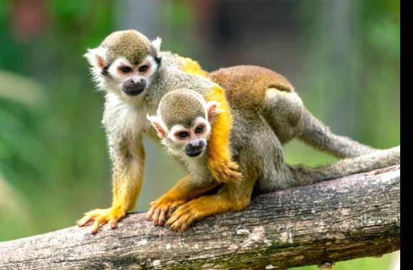 Squirrel monkey wallpapers hd quality