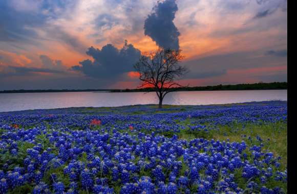 Texas Bluebonnets