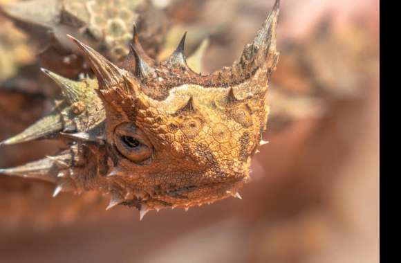 Thorny Devil wallpapers hd quality