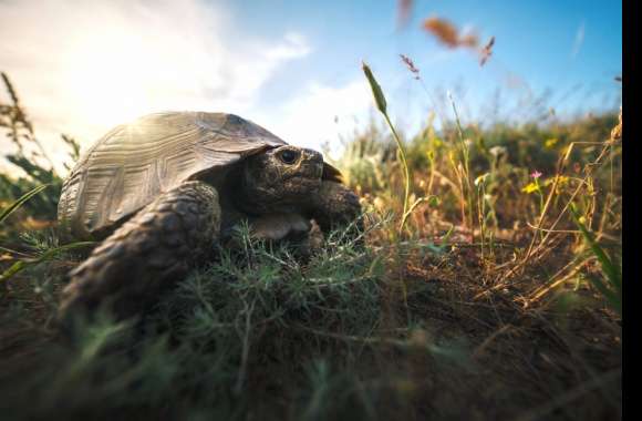 Tortoise wallpapers hd quality