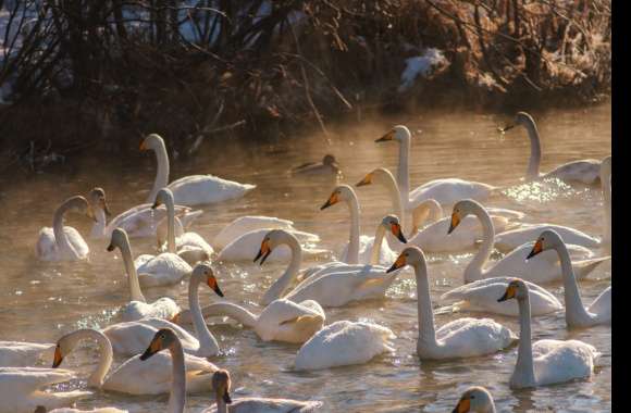 Tundra swan wallpapers hd quality