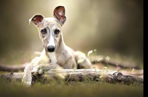 Whippet wallpapers hd quality