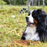 Bernese Mountain Dog new wallpapers