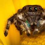 Jumping Spider 1080p