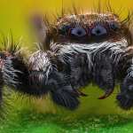 Jumping Spider pic