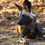 African wild dog wallpapers