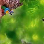 Barbet high quality wallpapers
