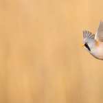 Bearded reedling wallpapers for iphone