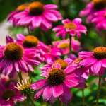 Echinacea high definition wallpapers