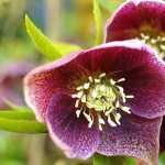 Hellebore free wallpapers