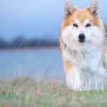 Icelandic Sheepdog new wallpapers